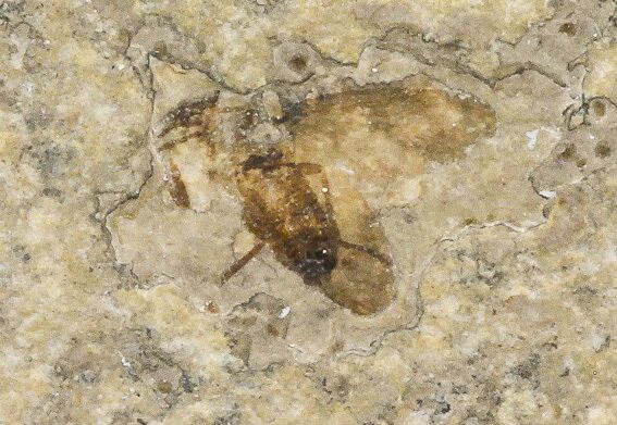 Fossil March Fly (Plecia) - Green River Formation #67635
